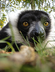 Ruffed lemurs