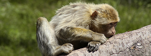 Barbary ape