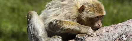 Barbary ape