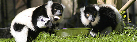 Black-and-white ruffed lemurs