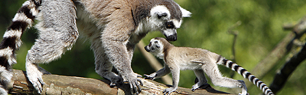 Ring-tailed lemurs