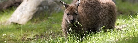 Bennett’s wallaby